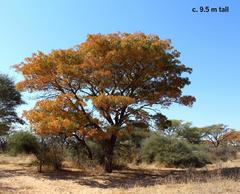 Burkea africana image