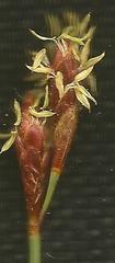 Hypodiscus striatus