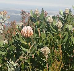 Leucospermum glabrum