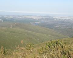 Leucospermum glabrum