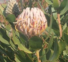 Leucospermum glabrum