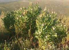 Leucospermum glabrum
