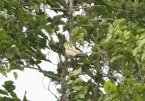 Silver-tipped Imperial Pigeon (Ducula luctuosa), photo 4