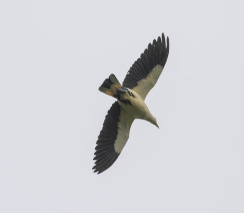 Silver-tipped Imperial Pigeon (Ducula luctuosa), photo 9