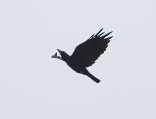 Sulawesi Crow (Corvus celebensis), photo 5