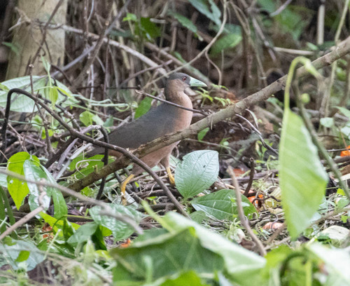 Isabelline Bush-hen (Amaurornis isabellina), photo 3