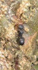 Cataulacus wissmannii