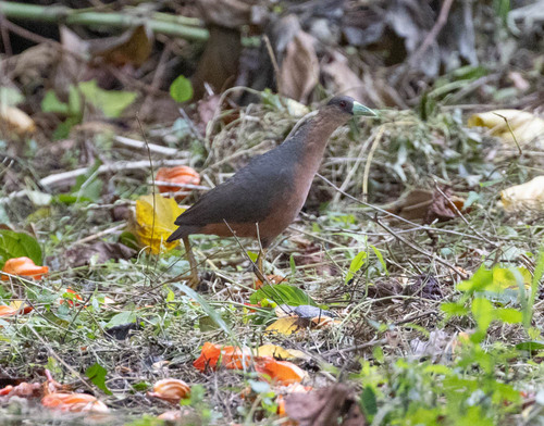 Isabelline Bush-hen (Amaurornis isabellina), photo 4