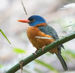 Green-Backed Kingfisher photo 3