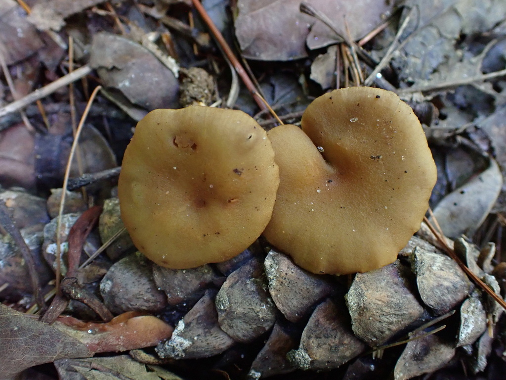 Mallocybe montana