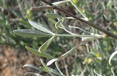 Calobota cytisoides