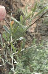 Calobota cytisoides