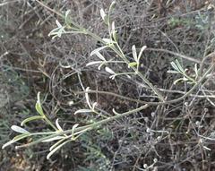 Calobota cytisoides