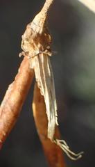 Calobota cytisoides