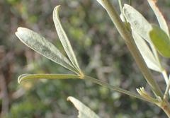 Calobota cytisoides