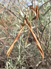 Calobota cytisoides