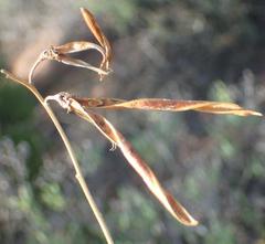 Calobota cytisoides
