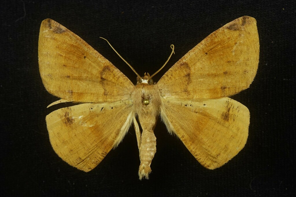 Oxydia cubana