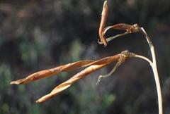 Calobota cytisoides