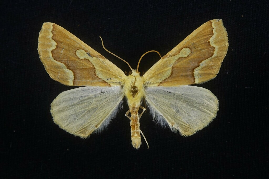 Golden Girdle