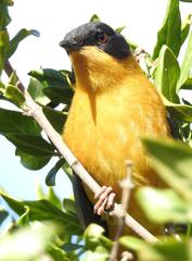 Cossypha dichroa dichroa