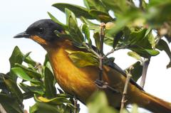 Cossypha dichroa dichroa