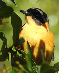 Cossypha dichroa dichroa