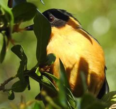 Cossypha dichroa dichroa