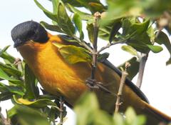 Cossypha dichroa dichroa