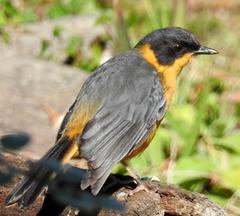 Cossypha dichroa dichroa