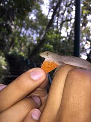 Schiede's Anole photo 3