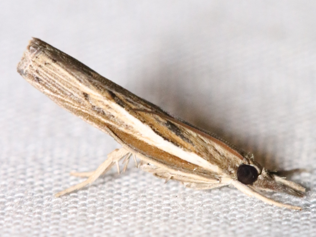 Carpet-grass Webworm Moth