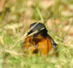 Cossypha dichroa dichroa