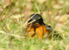 Cossypha dichroa dichroa