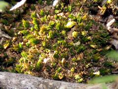 Bryum canariense