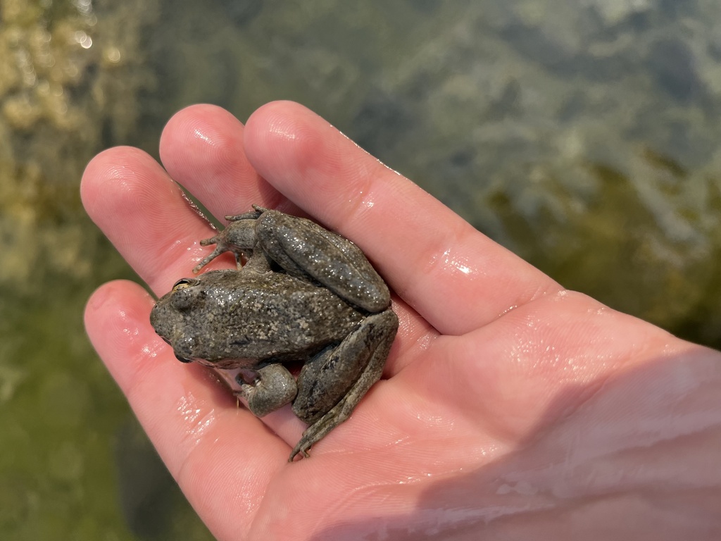 Foothill Yellow legged Frog In August 2023 By Connor Poylio INaturalist foothill-yellow-legged-frog-in-may-2024-by-treehugger-inaturalist