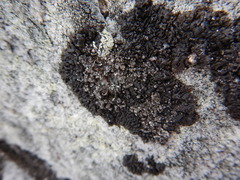 Montanelia disjuncta