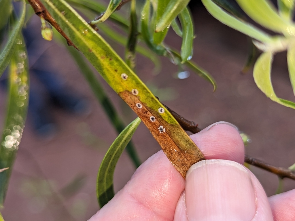 Dumbletoniella pittospori from Marino SA 5049, Australia on August 17