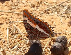 Charaxes saturnus saturnus