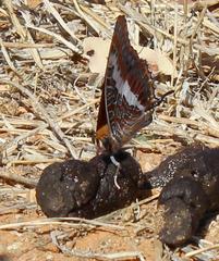 Charaxes saturnus saturnus