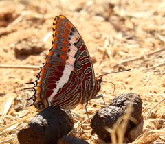 Charaxes saturnus saturnus