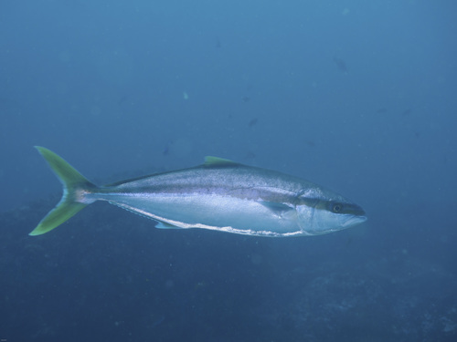 Yellowtail amberjack (Seriola lalandi) — Carangidae — 4