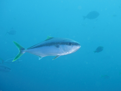 Yellowtail Kingfish