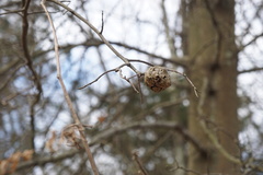 Callirhytis quercuscornigera