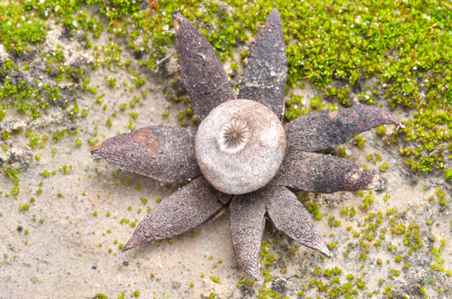 Geastrum