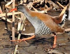 Rallus caerulescens