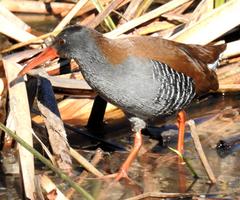 Rallus caerulescens