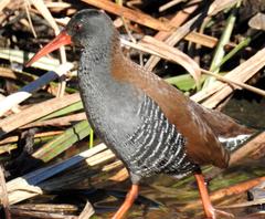 Rallus caerulescens