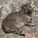 Limpopo Bush Hyrax - Photo (c) Ernest Porter, some rights reserved (CC BY-NC), uploaded by Ernest Porter