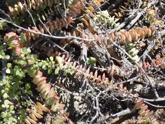 Crassula perforata perforata